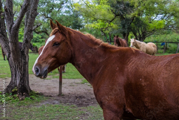 Fototapeta Cavalos