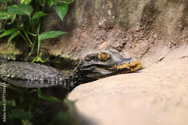Fototapeta A dangerous crocodile looking at you above water level. Portrait of Cuvier's dwarf caiman also known as Paleosuchus palpebrosus.	
