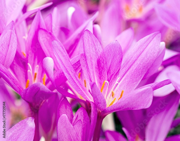 Fototapeta Blooming violet crocuses
