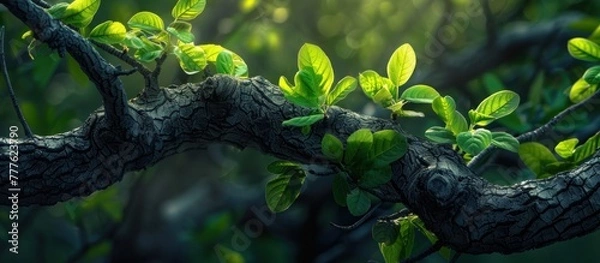 Fototapeta A detailed view of a tree branch covered in fresh, green leaves.