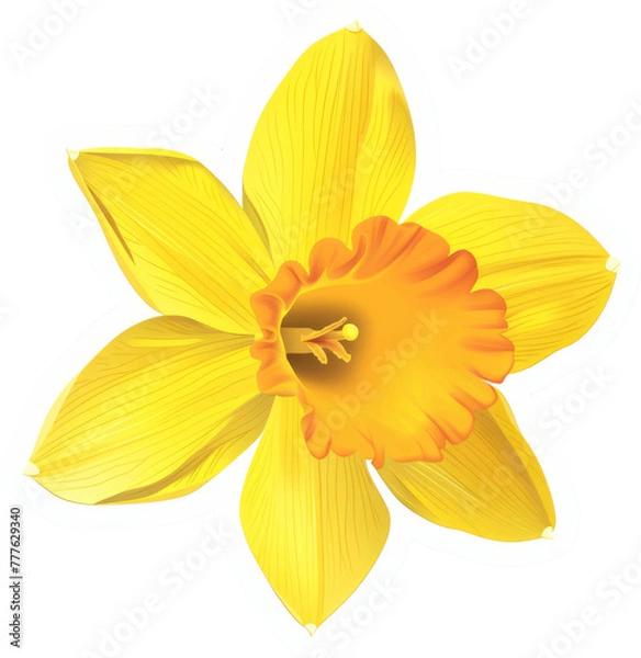 Fototapeta Illustrated yellow daffodil, a symbol of spring and botanical beauty in vibrant floral art cut out on transparent background