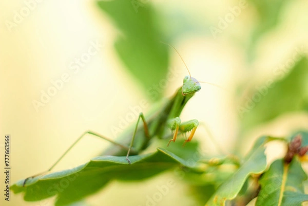 Fototapeta A female European mantis sits on green oak leaves. Mantis Religious. Green mantis, selective focus.
