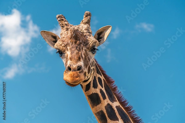 Fototapeta Gentle Giant: Portrait of a Giraffe