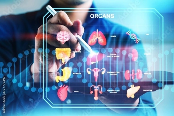 Fototapeta A man is drawing organs on a computer screen. The organs include the heart, lungs, and stomach
