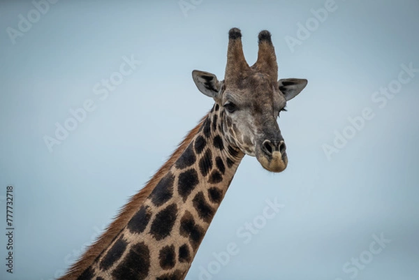Fototapeta Close up of a giraffes neck and head