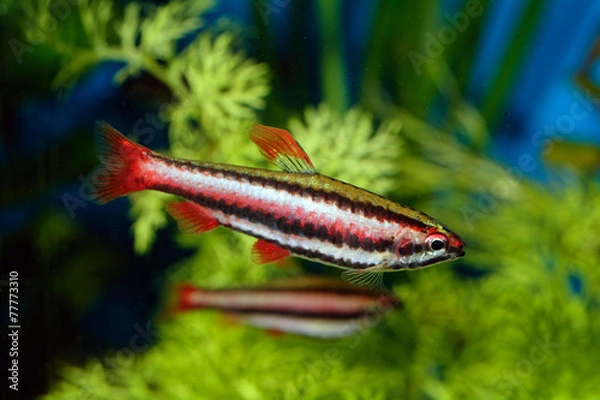 Fototapeta Nannostomus fish