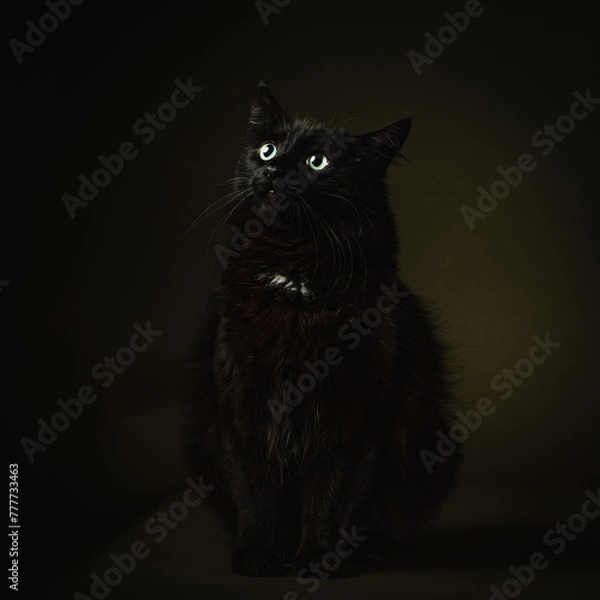 Fototapeta Cat Portraits