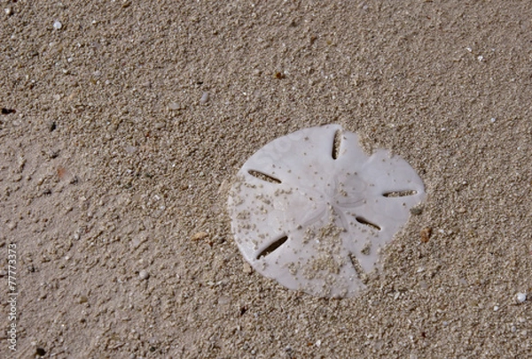 Obraz Sanddollar