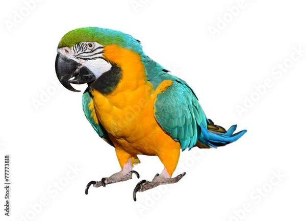 Obraz Blue and Gold Macaw