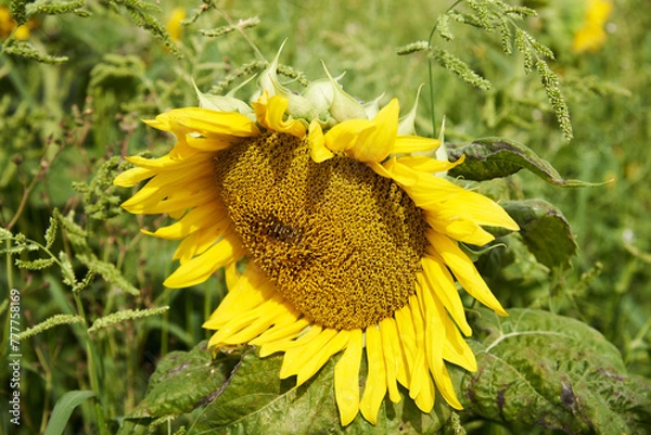 Obraz sunflower