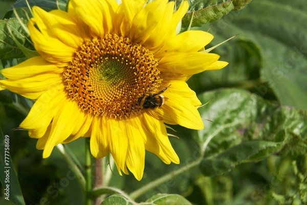 Obraz Bumblebee on sunflower