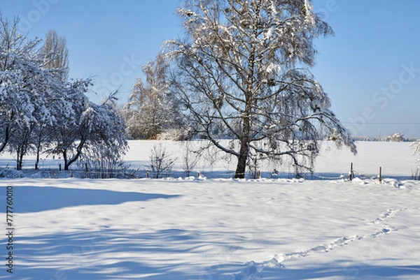 Obraz snow covered trees