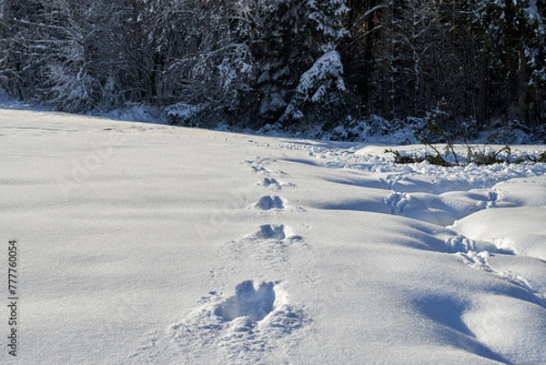 Obraz Tracks in the snow