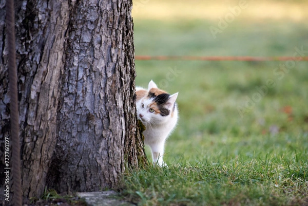 Obraz Cat in the garden