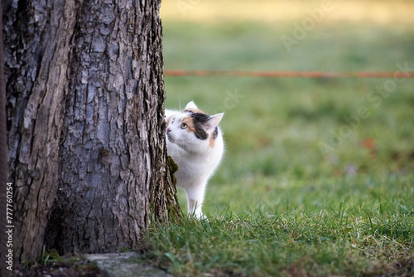Obraz Cat in the garden