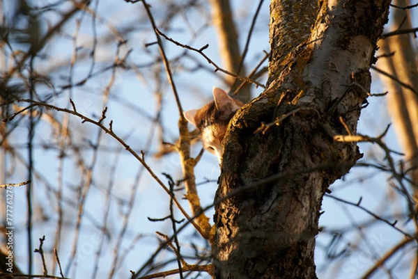 Obraz Cat on Tree