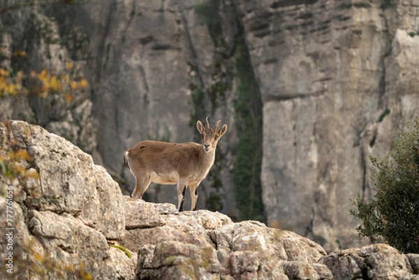 Fototapeta Iberian ibex in Spain's rocks. Wild ibex are climbing in the mountains. Endangered goats in Paraje Natural Torcal de Antequera in Spain.