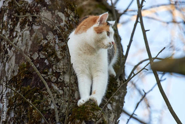 Obraz Cat on Tree