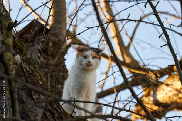 Obraz Cat on Tree