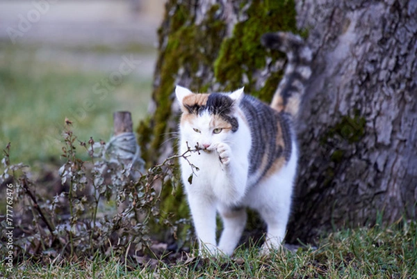 Obraz cat in the grass
