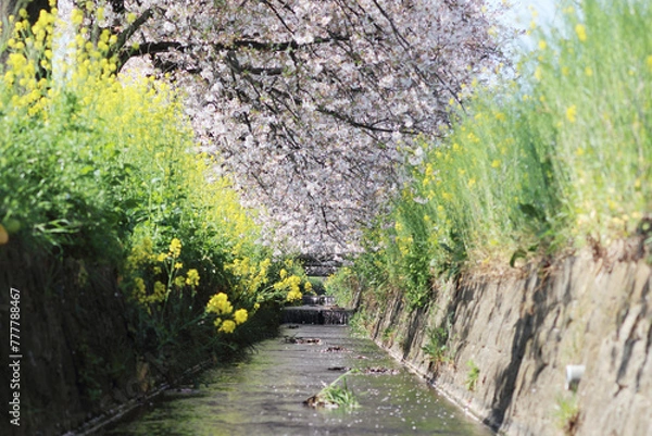 Fototapeta 桜の花びらが流れる川