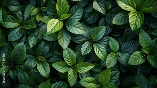 Obraz Green tea leaves on a tea plantation, top view, Close-up background