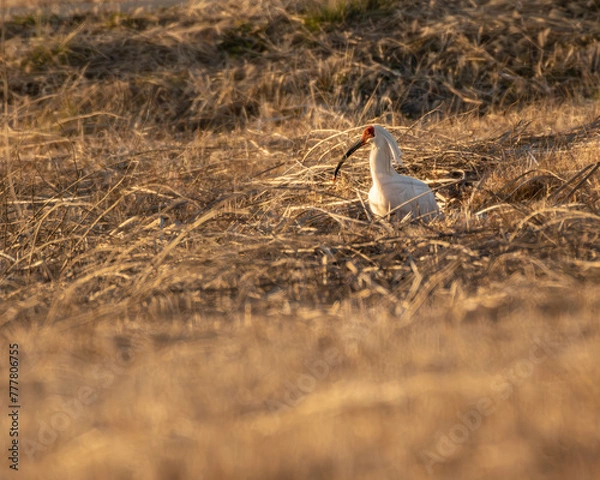 Obraz 一羽の朱鷺