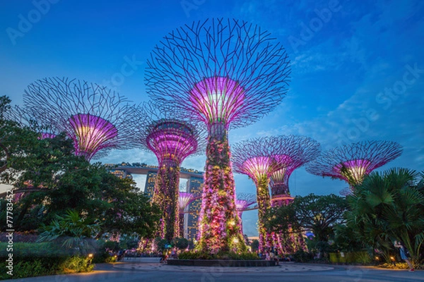 Obraz Nocny widok na gaj Supertree w Gardens by the Bay w Sing