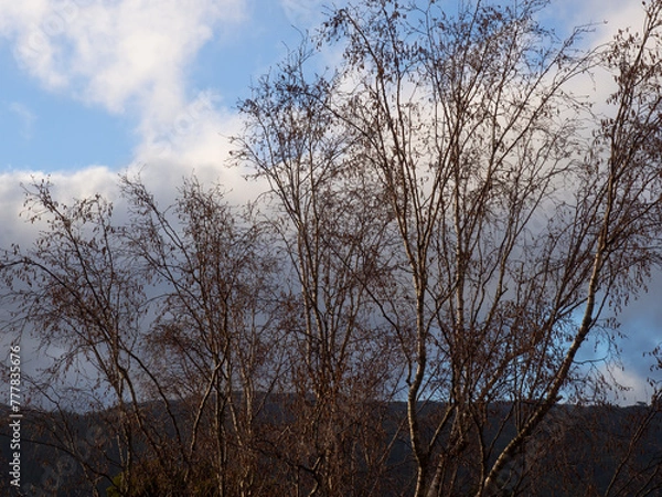 Fototapeta Bare branches tree against a sky