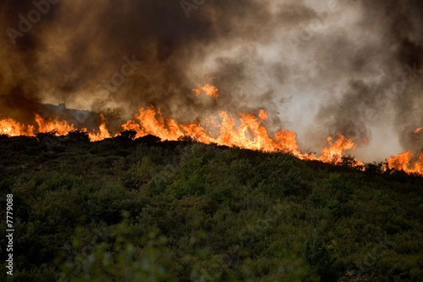 Obraz Woods on Fire