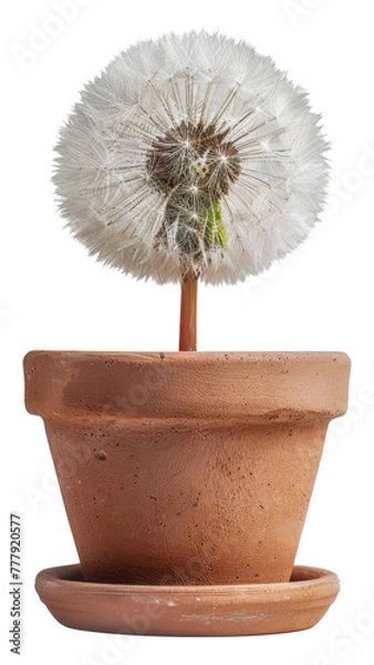 Fototapeta A small flower in a pot with a white stem, cut out - stock png.