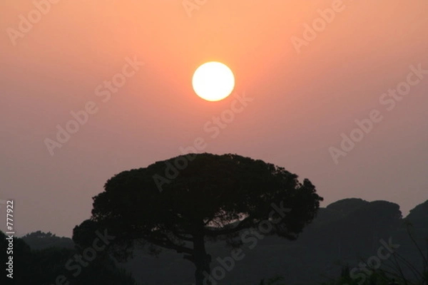 Obraz arbol bajo el sol