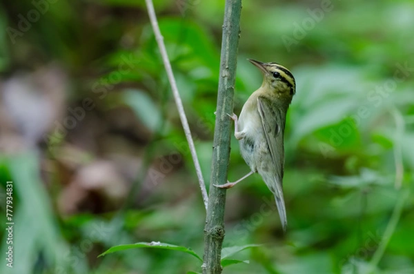 Obraz Worm-eating Warbler