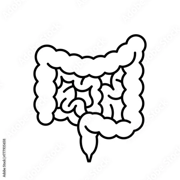 Obraz Intestines, linear icon. Digestive system, anatomy of human. Linear illustration, thin line, editable stroke. Infographic symbol.