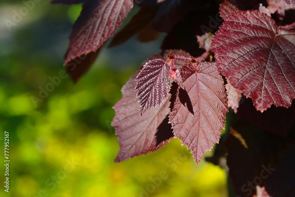 Obraz Branch with red-leaved hazel leaves.