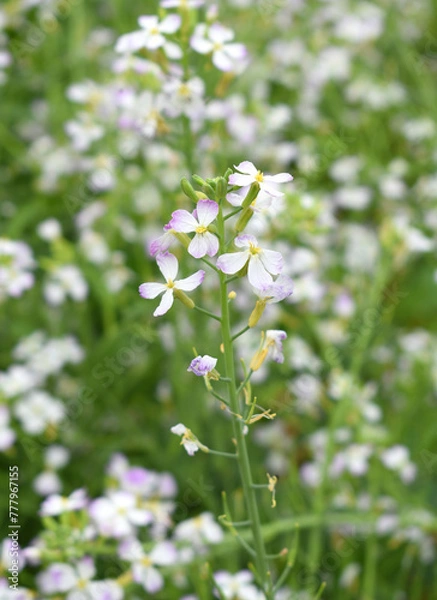 Obraz Radish Flower. small Radish blossom flowers. Closeup colorful radish flower with green leaves in the spring, spring blossom