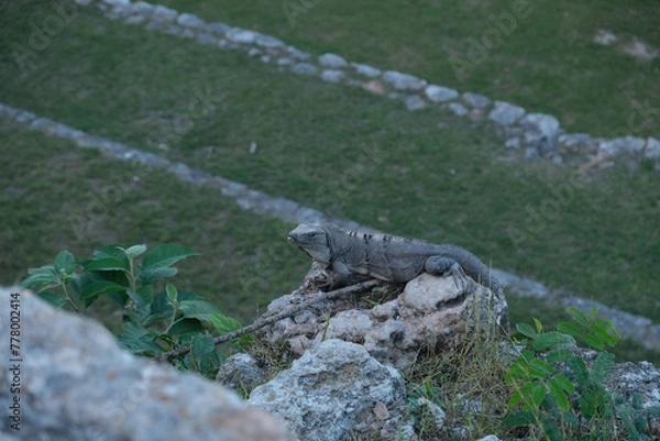Obraz Uxmal Meksyk - wakacje 2022