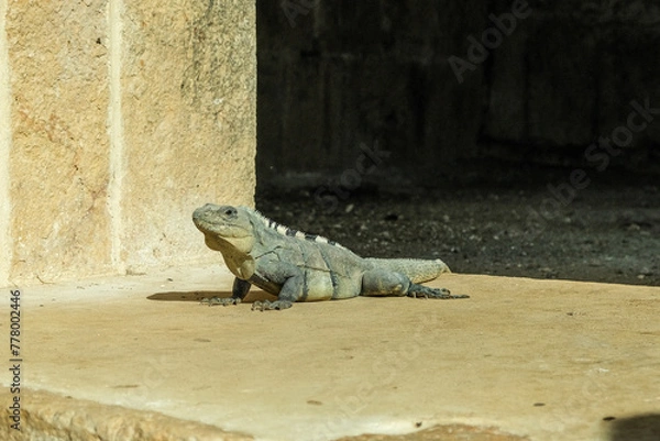Obraz Uxmal Meksyk - wakacje 2022
