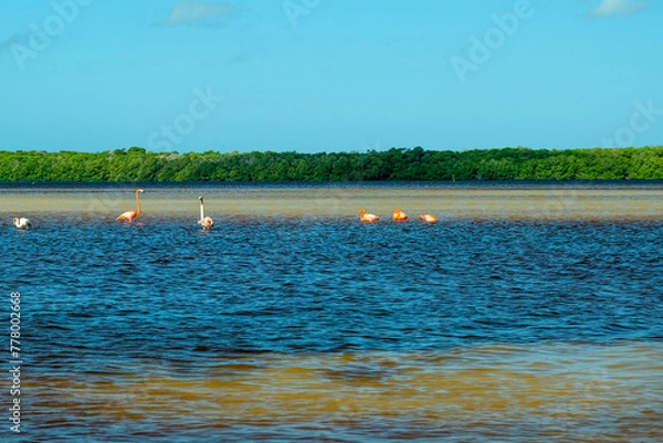Obraz Flamingowe eldorado Celestyn Laguna Meksyk
