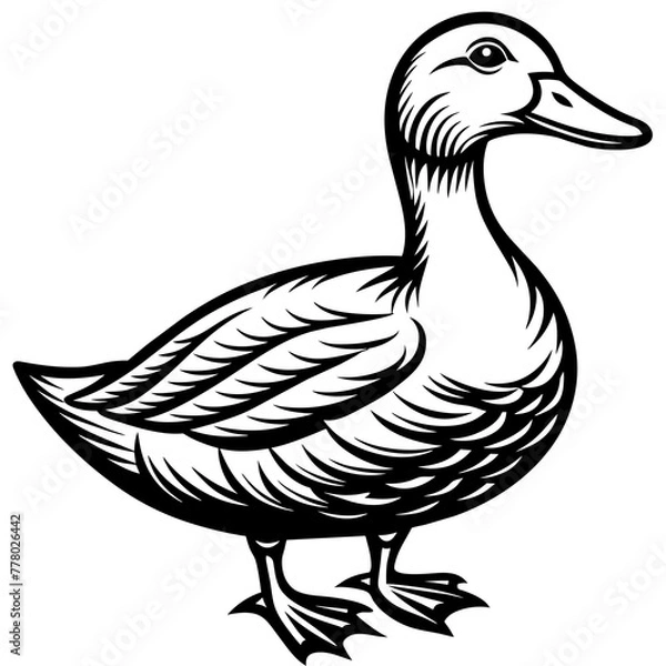 Fototapeta duck isolated on white