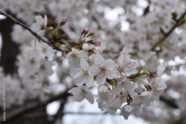 Obraz サクラ２０２４