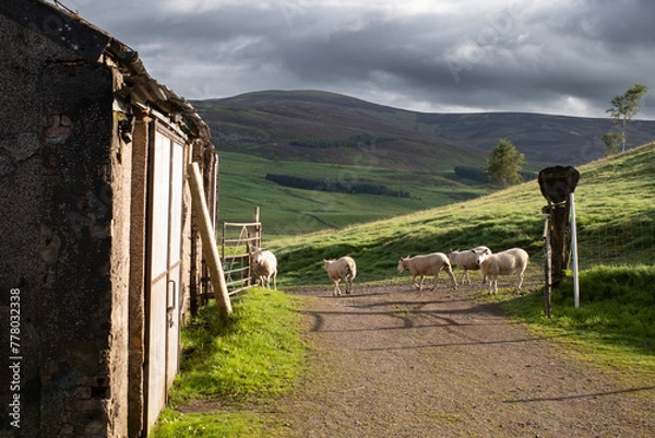 Obraz Scotlant, Balintore, sheep go to the pasture