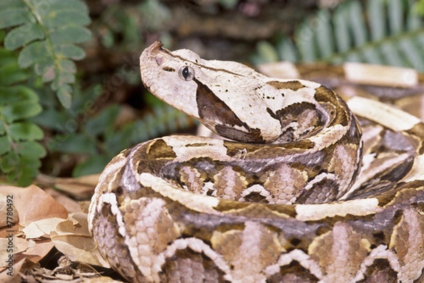 Fototapeta Snake-Gaboon viper