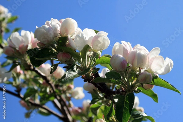 Obraz Flower apple-tree