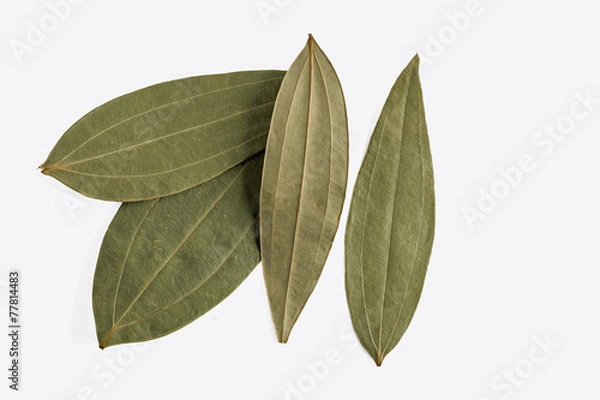 Obraz Indian bay leaf