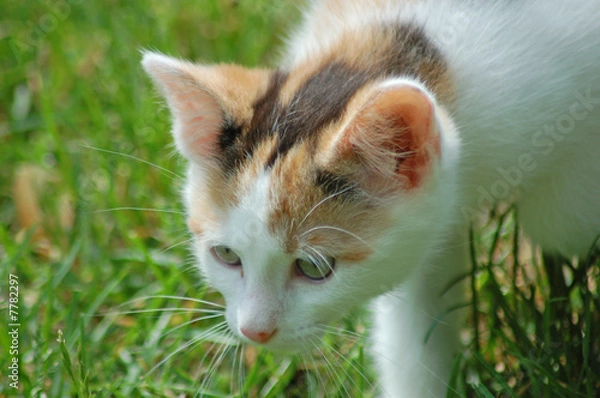 Obraz Curiosity killed the cat