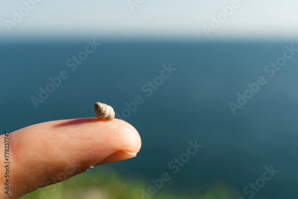 Obraz hand holding a snail