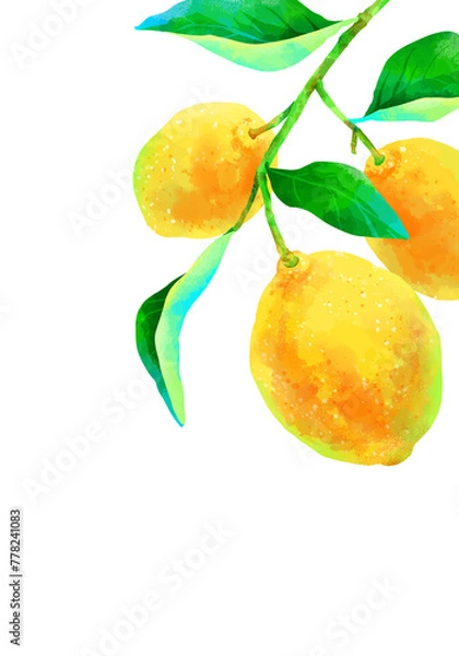 Obraz 枝付きの瑞々しいレモンのイラスト