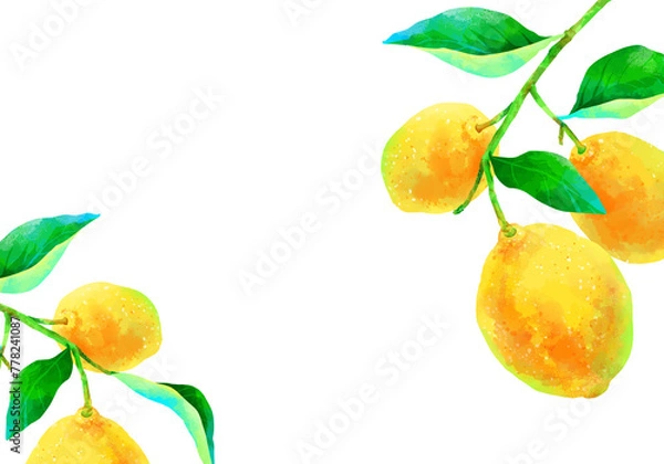 Obraz 枝付きの瑞々しいレモンのイラスト