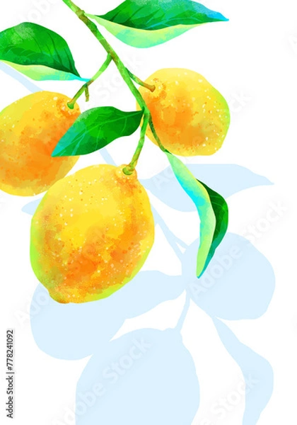Obraz 枝付きの瑞々しいレモンのイラスト